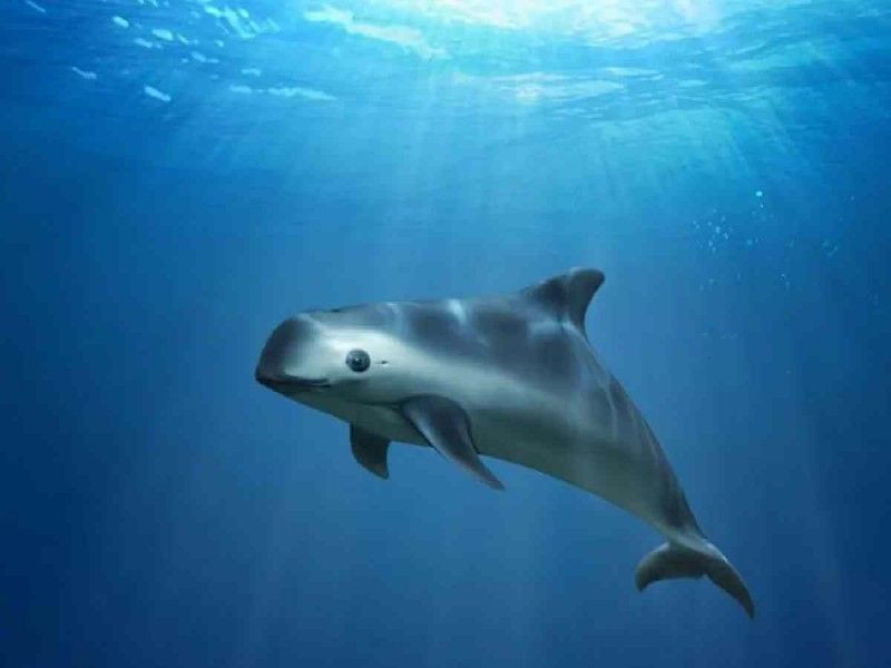 Salvemos a la vaquita marina: 10 datos curiosos que no conocías