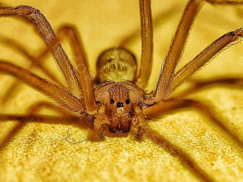 Trampas y métodos para acabar con la araña violinista