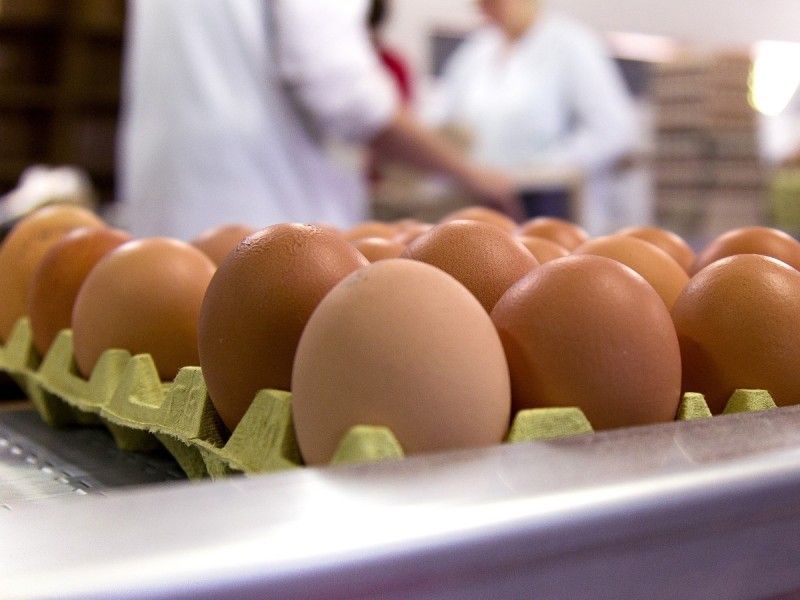¿Cómo elegir los huevos más frescos?, ¿son mejores los blancos o los rojos?