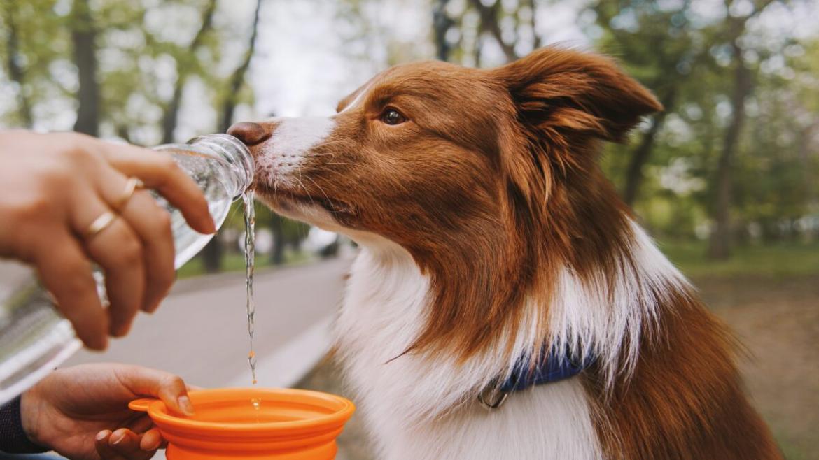 Así puedes proteger a tu perro y otras mascotas del calor extremo