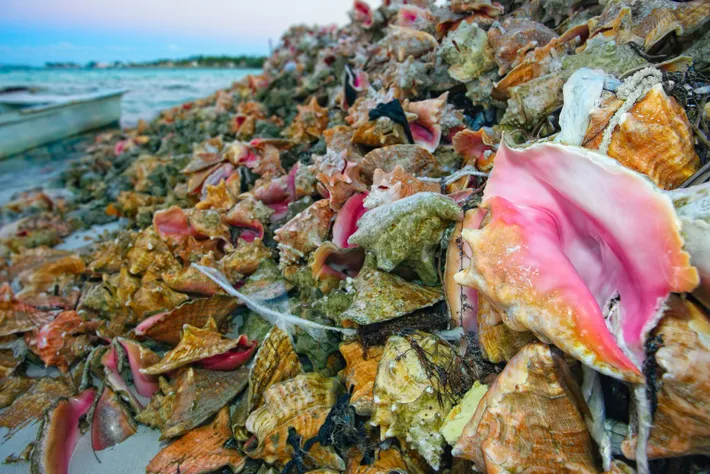 ¿Por qué hay menos conchas marinas en las orillas del mar?