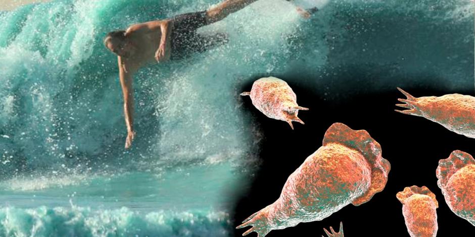 5 cosas que debes saber sobre la ameba comecerebros