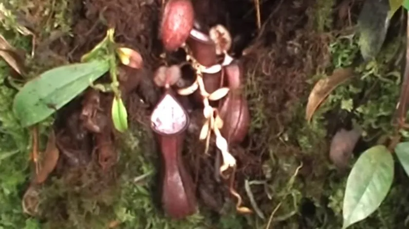 Planta carnívora desarolla trampas bajo tierra y se alimenta de presas del subsuelo