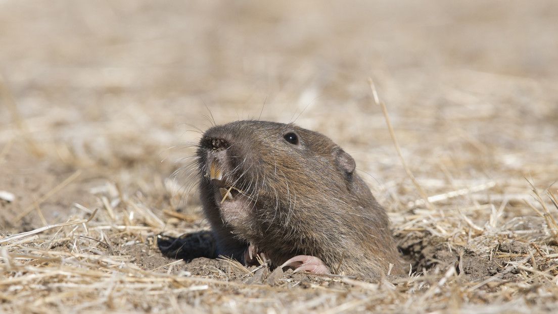 «Los primeros mamíferos granjeros no humanos»: descubren que una especie de roedor cultiva sus propios alimentos