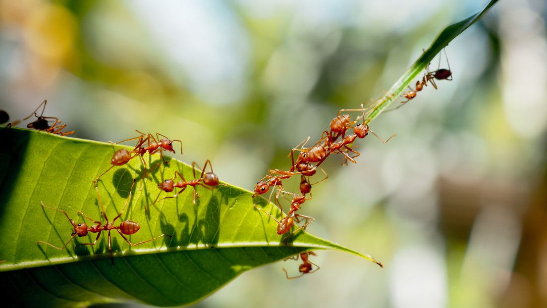 Las colonias de hormigas actúan como redes neuronales al tomar decisiones