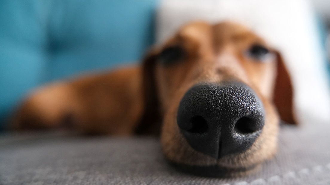 Descubren que los perros pueden ‘ver’ con sus narices