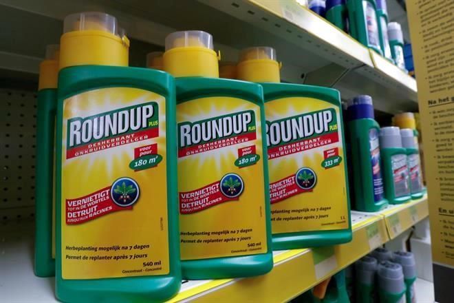 Reprueban decretazo de AMLO vs glifosato y maíz transgénico