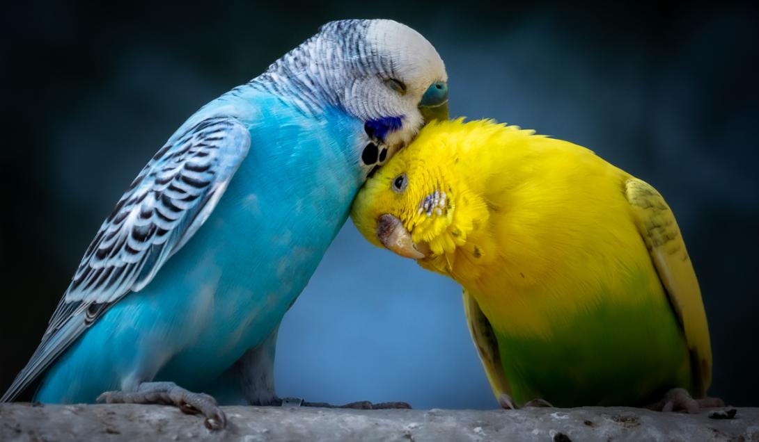 El cambio climático está acabando con el color de las aves