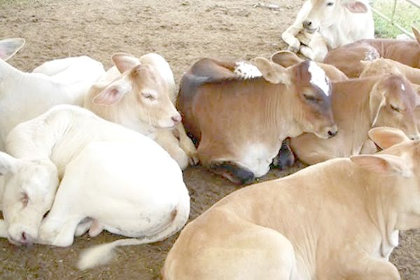 Lidera Coahuila en la exportación de carne