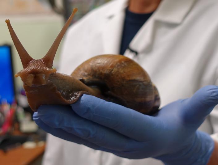 Un condado de Florida está en cuarentena tras el hallazgo de caracoles terrestres africanos gigantes invasores