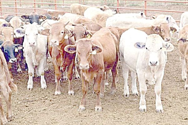 Piden capacitación para identificación de ganado