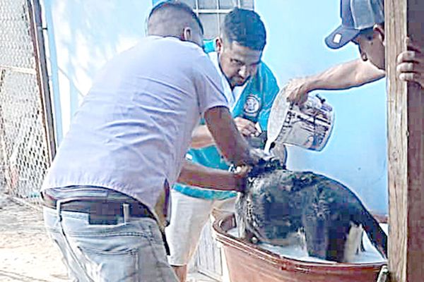 Atienden muzquenses campaña de mascotas