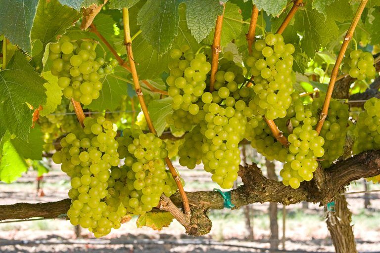 Vitivinicultura sostenible en California