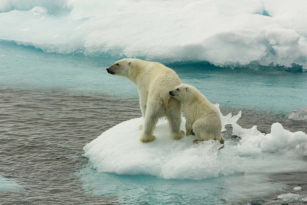Cómo afectará el aumento de la temperatura del planeta a todos los seres vivos, según un estudio
