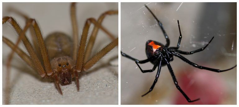 ARAÑA VIOLINISTA O VIUDA NEGRA: ¿CUÁL ES MÁS PELIGROSA?