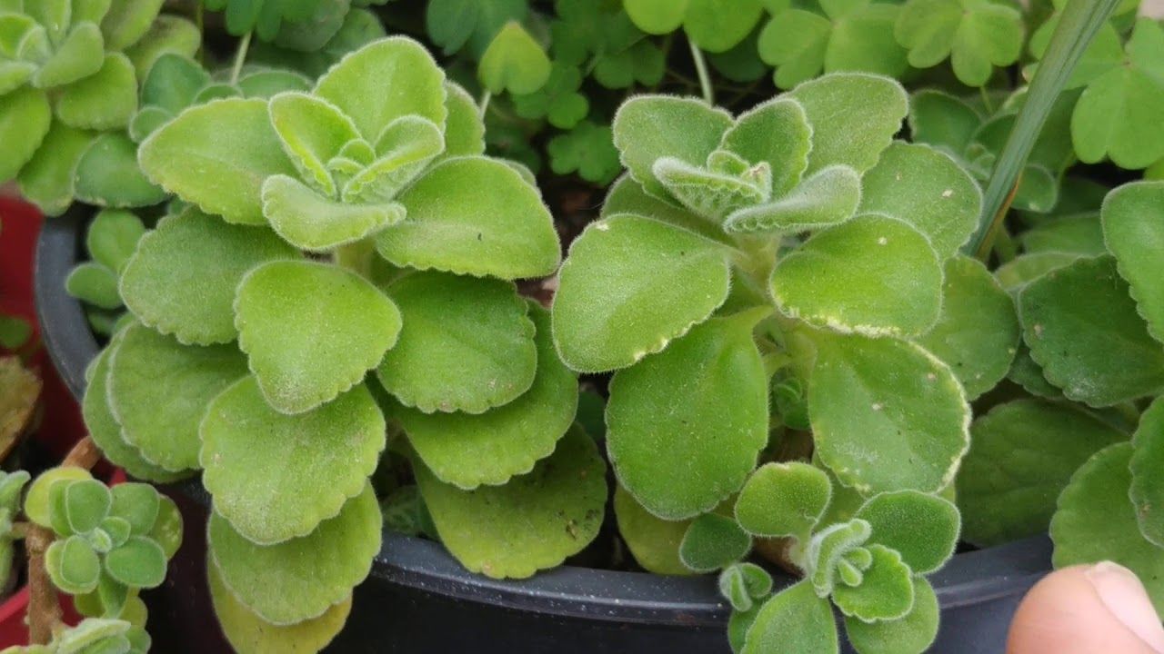 Esta planta te ayudará a descongestionar vías respiratorias