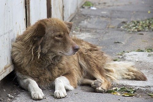 Día del perro callejero: ¿Cuándo es y por qué se celebra el 27 de julio?