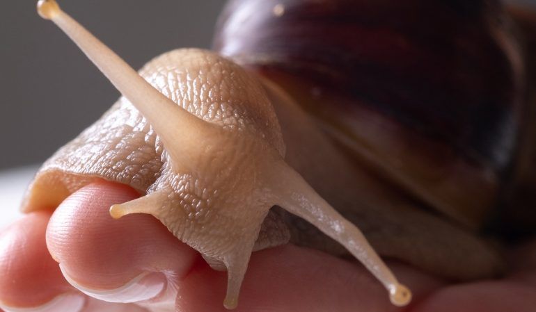 ASÍ ES EL CARACOL GIGANTE AFRICANO: MIDE 20 CENTÍMETROS Y PUEDE AFECTAR EL CEREBRO HUMANO