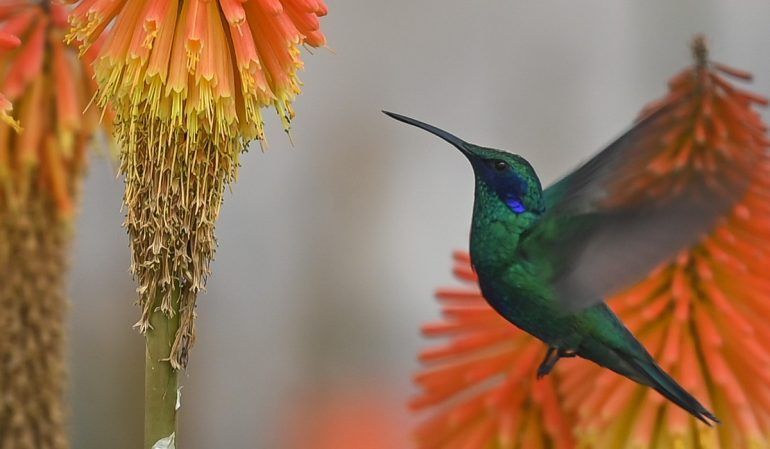 EL GRAN SIGNIFICADO QUE TENÍA EL COLIBRÍ ENTRE LAS CULTURAS PREHISPÁNICAS
