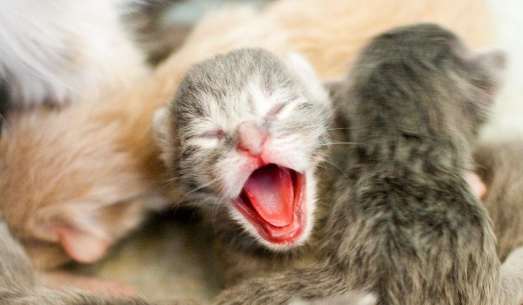 ¿POR QUÉ LAS GATAS SE COMEN A SUS CRÍAS RECIÉN NACIDAS?
