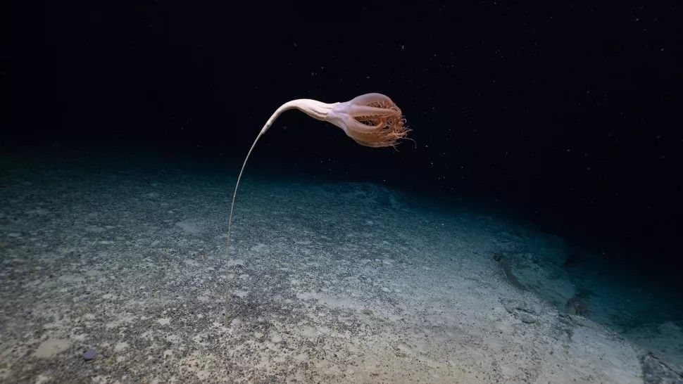 DESCUBREN UNA EXTRAÑA CRIATURA CON TENTÁCULOS Y FORMA DE FLOR EN EL FONDO DEL MAR