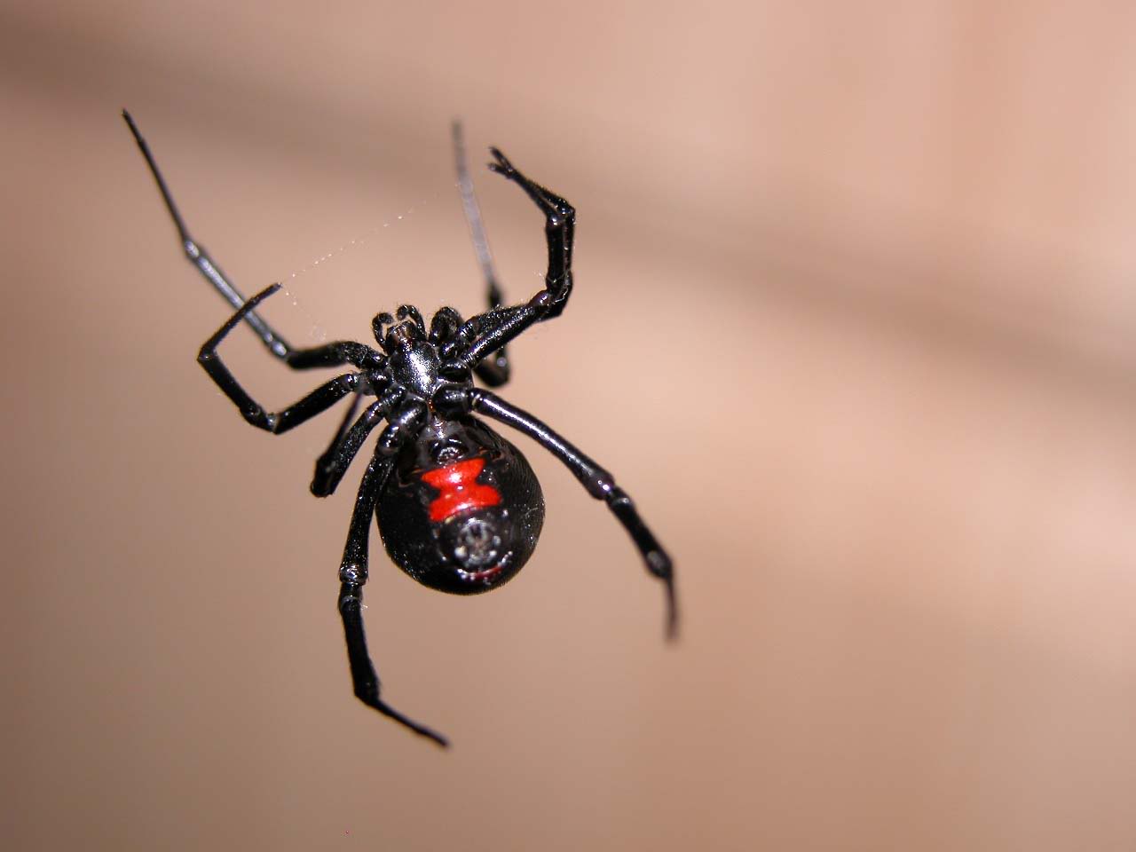 Araña viuda negra, ¿por qué es tan poco romántica?