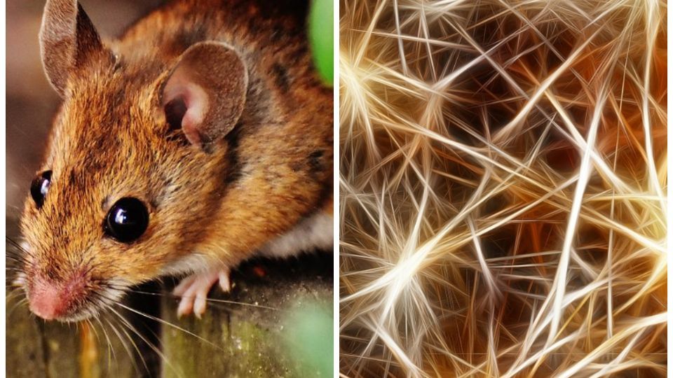 ‘Optocepción’ una nueva capacidad sensorial en los animales