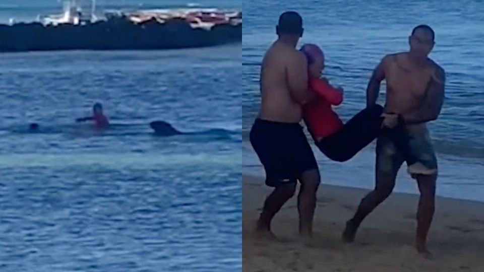 Impresionante Video: Foca ataca a mujer que nadaba cerca de ella