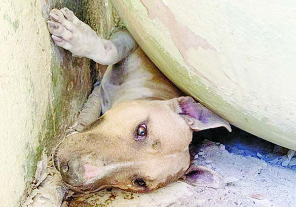 Perro atorado en taque estacionario