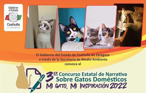Invitan a tercer concurso “Mi gato mi inspiración”