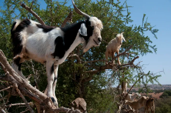 Cabras trepadoras de árboles: ¿Instinto, supervivencia o crueldad animal?