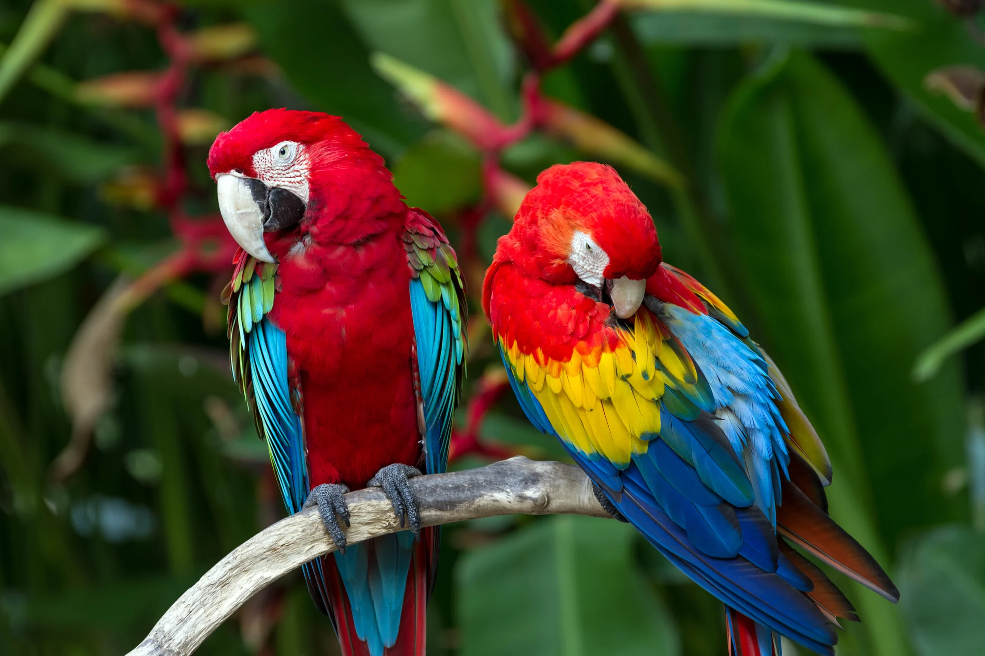 Guacamayas rojas forman parejas para toda la vida