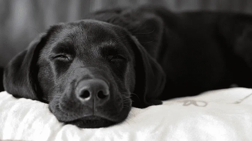 «Qué sueño tan perro tuve»: Los lomitos son capaces de soñar, confirma la ciencia