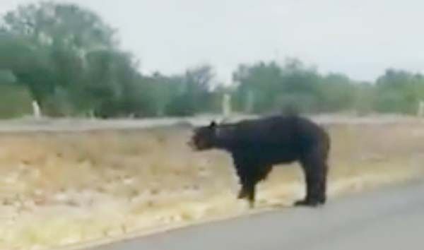 Alerta oso en Carretera 57