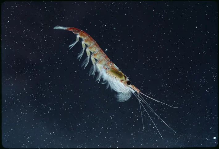 Krill