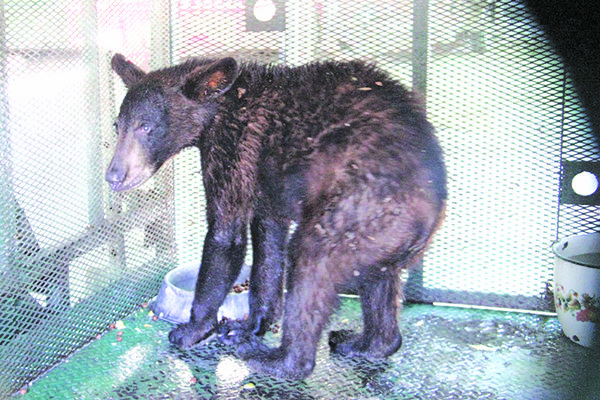 Regresará la SMA a oso a su hábitat