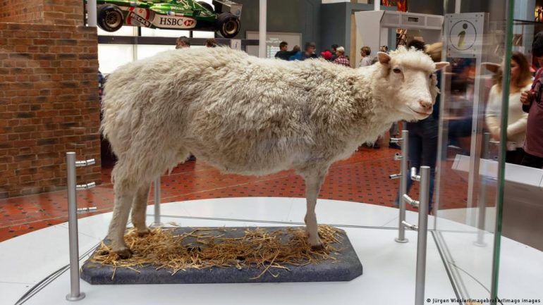 DOLLY: LA OVEJA QUE FUE CLONADA POR LA CIENCIA HACE MÁS DE 20 AÑOS