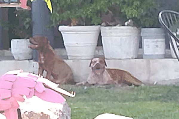 Podrían detener a dueño de Pitbull por homicidio
