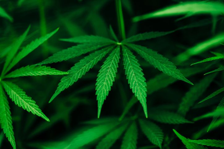 ¿ES POSIBLE TENER UNA SOBREDOSIS DE MARIHUANA?