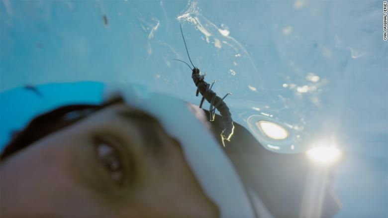 Conoce el raro y misterioso dragón de hielo de la Patagonia que habita los glaciares en vías de desaparecer