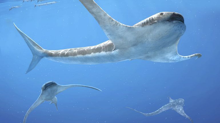 Descubren un extraño tiburón con aletas de mantarraya que habitó México hace 90 millones de años