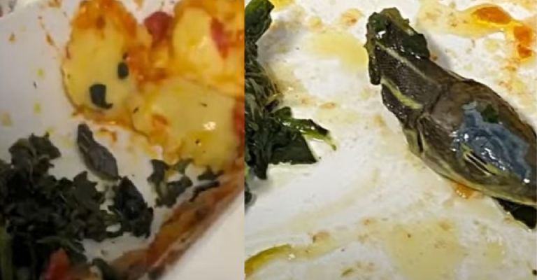 Escalofriante video: encuentran una cabeza de serpiente entre la comida de un avión