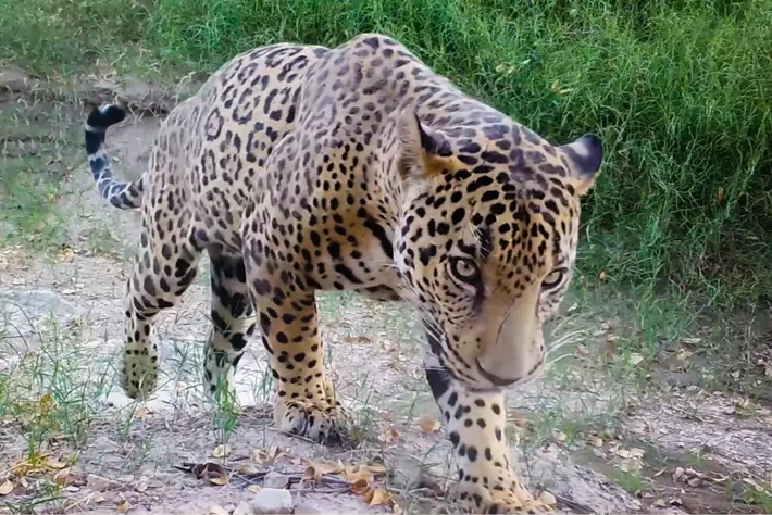 Jaguares deambulan por la frontera de Arizona: ¿por qué representa un gran problema?