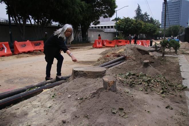 Solicitan a Embajada disminuir número de árboles a talar
