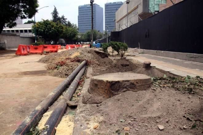Pausan derribo de árboles por Embajada de EU en CDMX