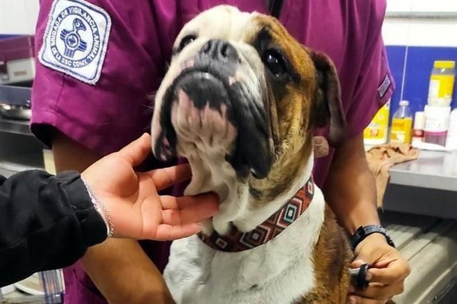 Rescatan a dos perros de maltrato en Benito Juárez
