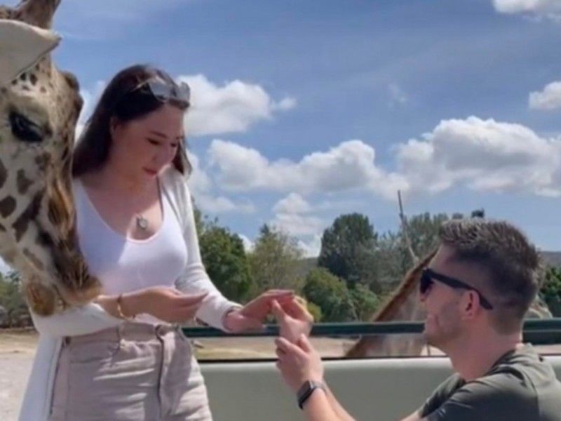Jirafa arruina propuesta de matrimonio en safari y se viraliza