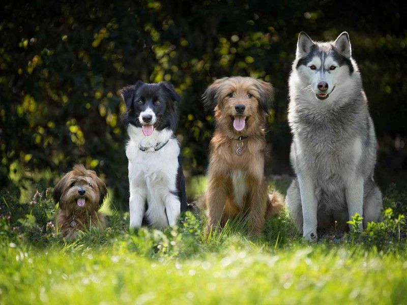 Las 3 razas de perros que están en peligro de extinción