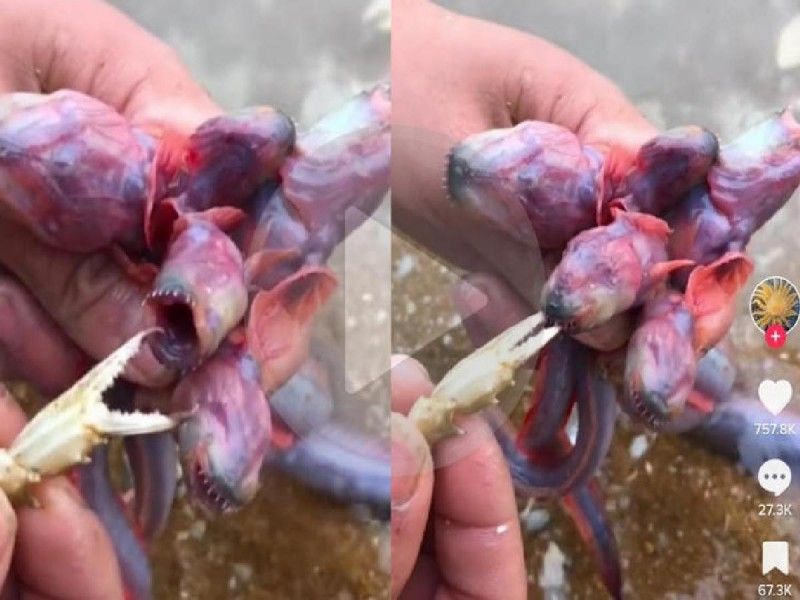 En redes se viraliza extraña criatura marina que se parece a un demogorgon; ¿Qué es?