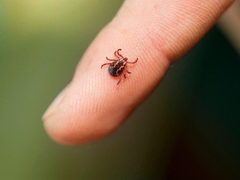 El virus de Powassan, ¿qué es y cómo llega a tu cuerpo?